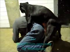 A dog acquires raunchy fun by fucking anal of a fellow
